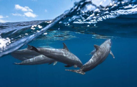 dolphins-underwater-wallpaper.jpg